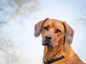 忠犬拉布拉多图片